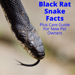 Black rat snake facts