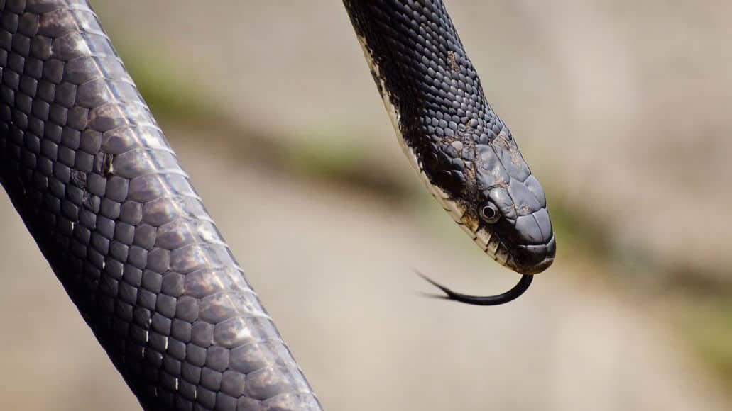 Black rat snake body