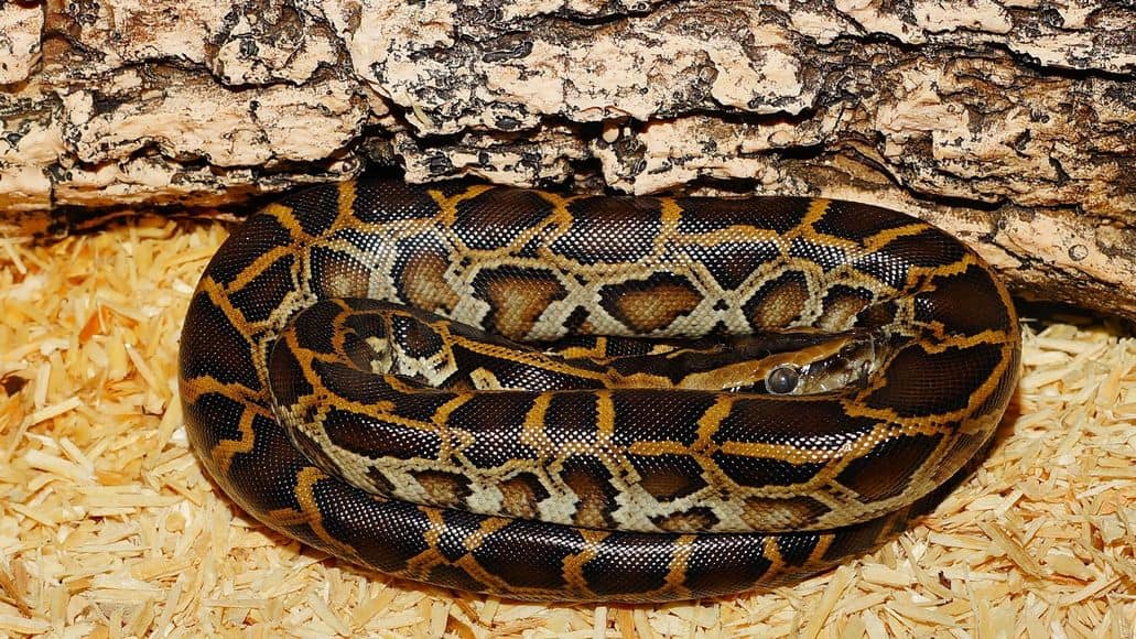 Burmese python pet snake