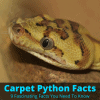 Carpet Python Facts (9 Fascinating Facts You Need To Know)
