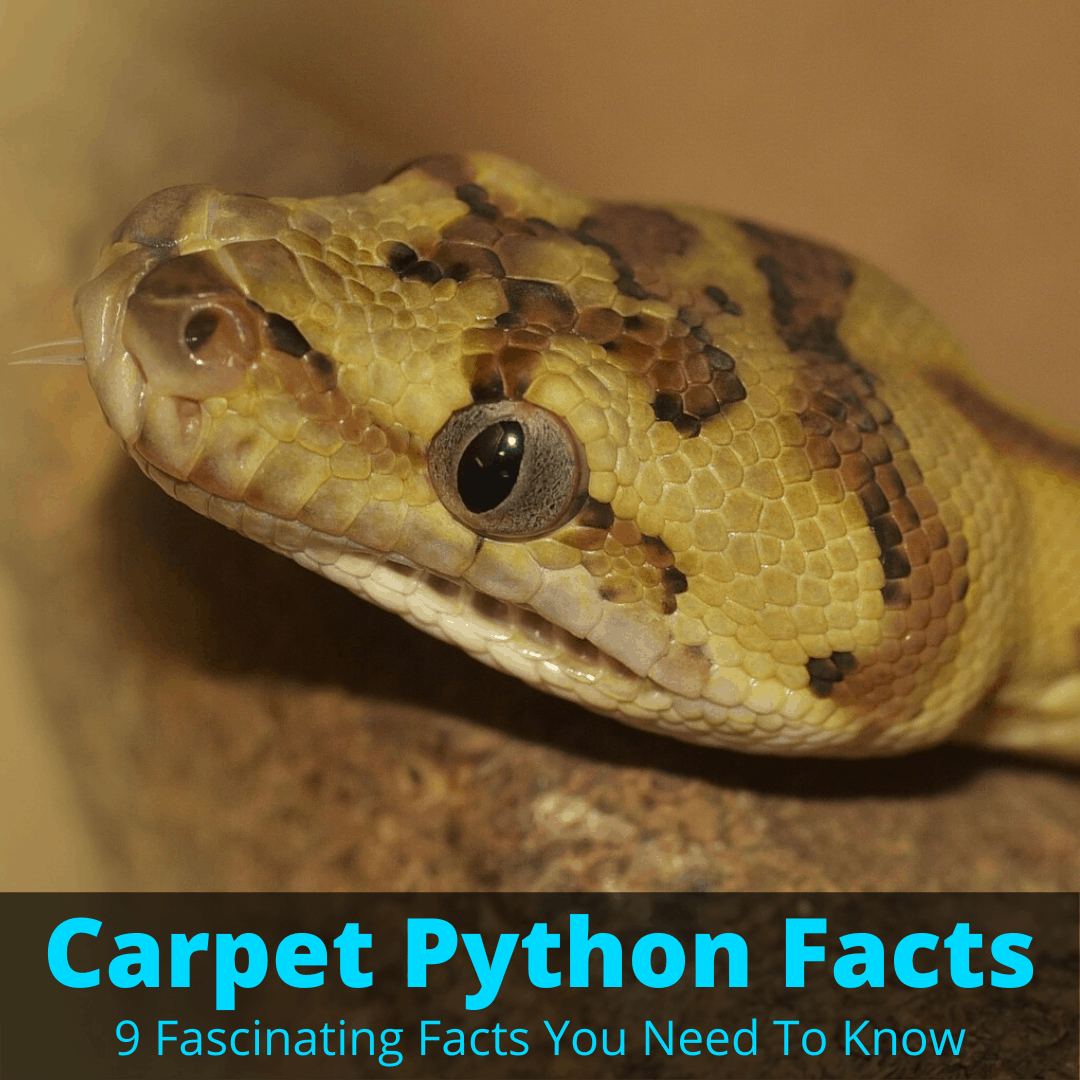 Carpet python facts