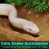 Image showcasing Corn Snake Accessories (7 Simple Items To Make Your Pet Happy)