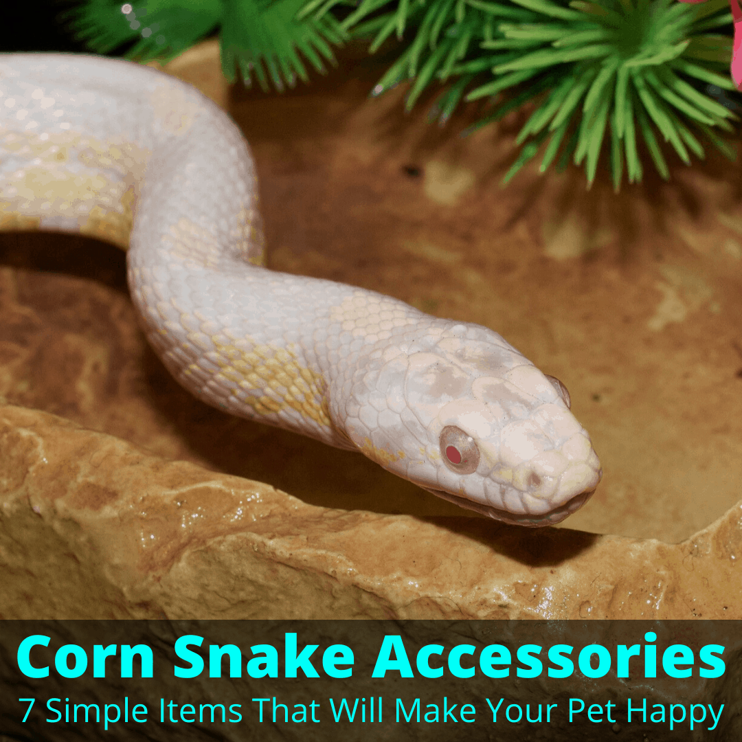 best heat lamp for corn snakes