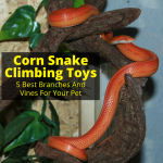 Corn Snake Climbing Toys