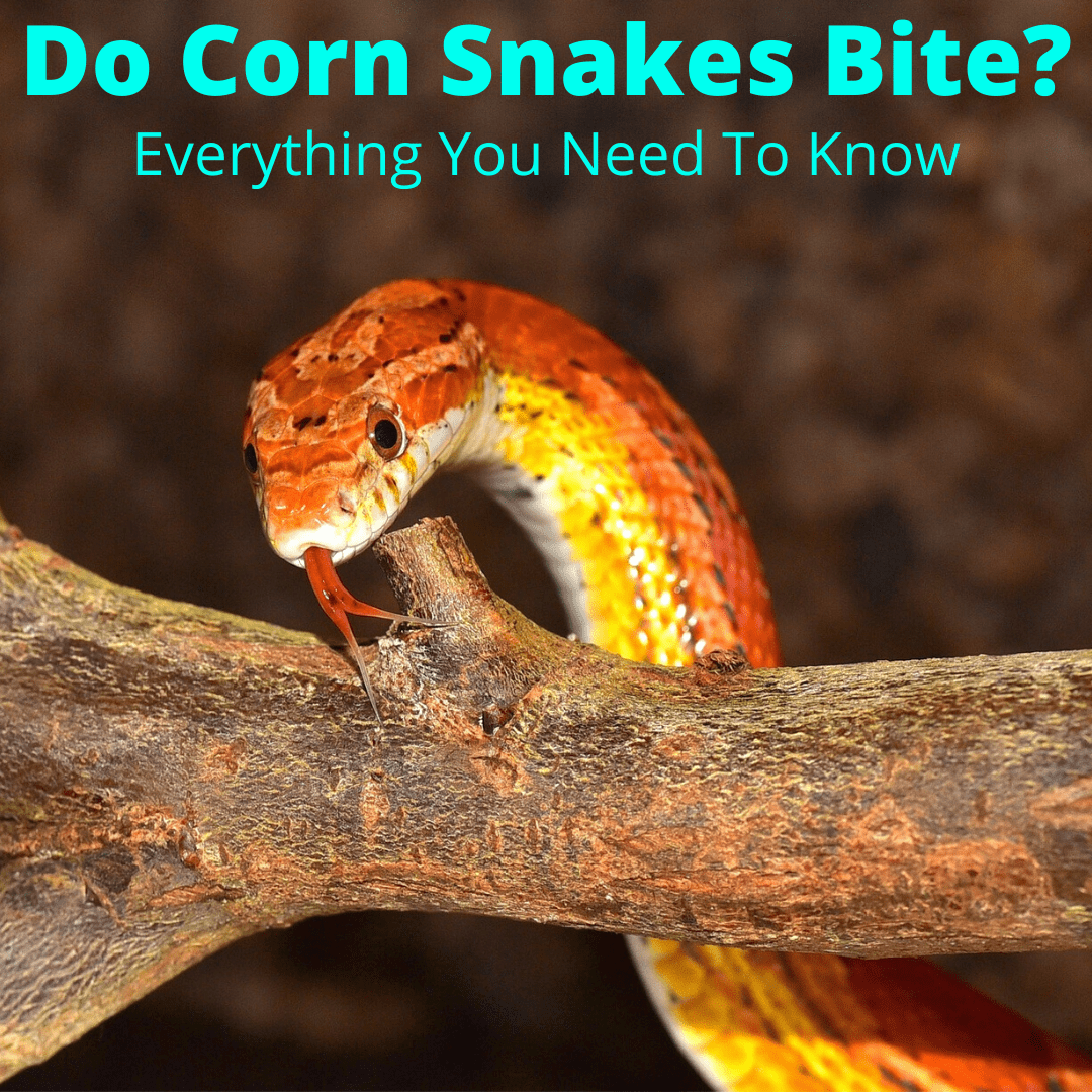 Do corn snakes bite