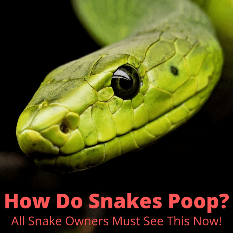 How Do Snakes Poop? (Watch The Videos At Your Own Risk!)