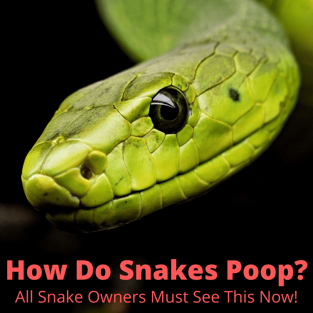 How do snakes poop