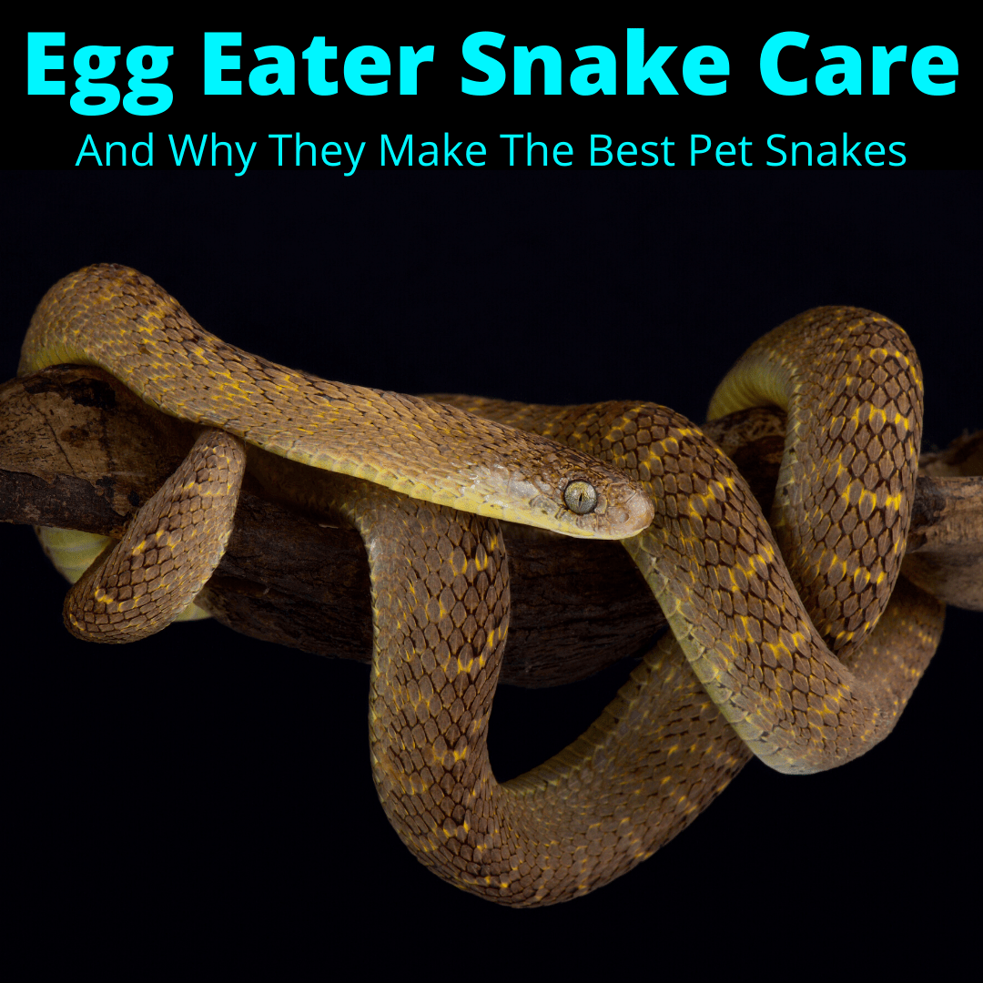 Egg EATER snake