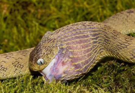 Snake eating an egg