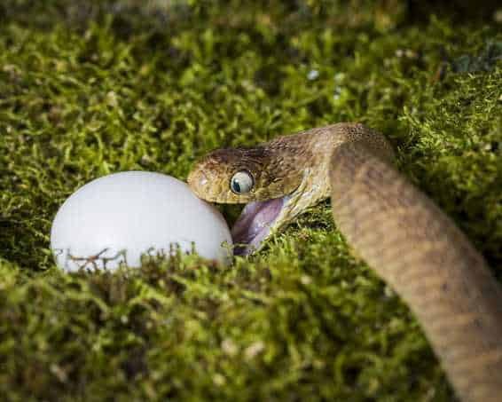 Serpiente a punto de comer un huevo