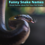 Funny snake names