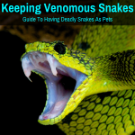 Keeping a venomous snake