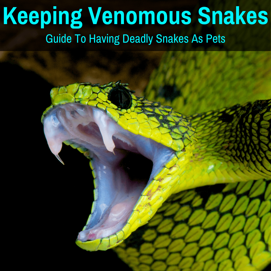 Keeping Venomous Snakes (Guide To Deadly Snakes As Pets)