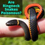 Are Ringneck Snakes Poisonous