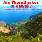Are there snakes in Hawaii