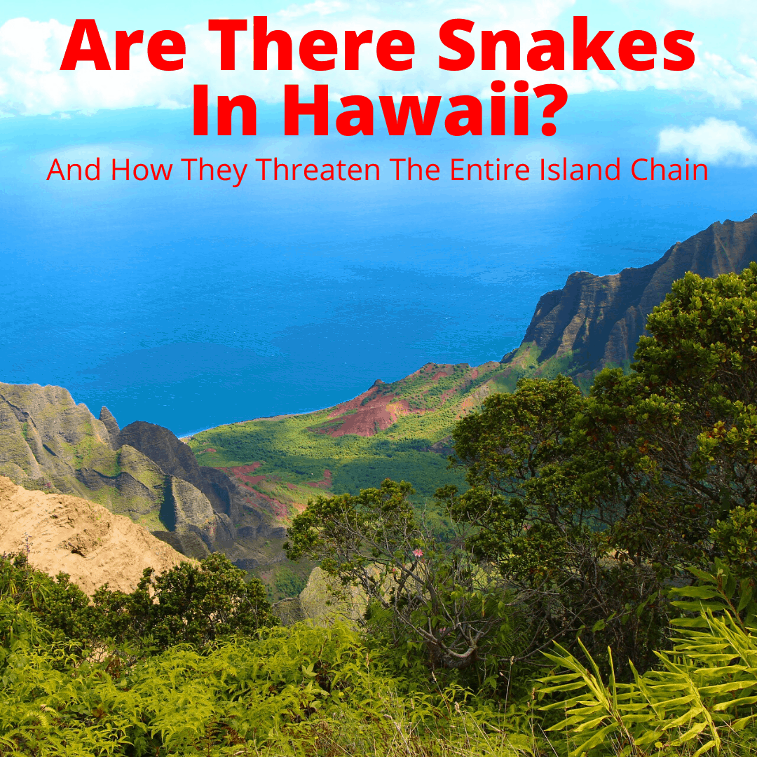 Are there snakes in Hawaii