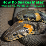 How do snakes mate