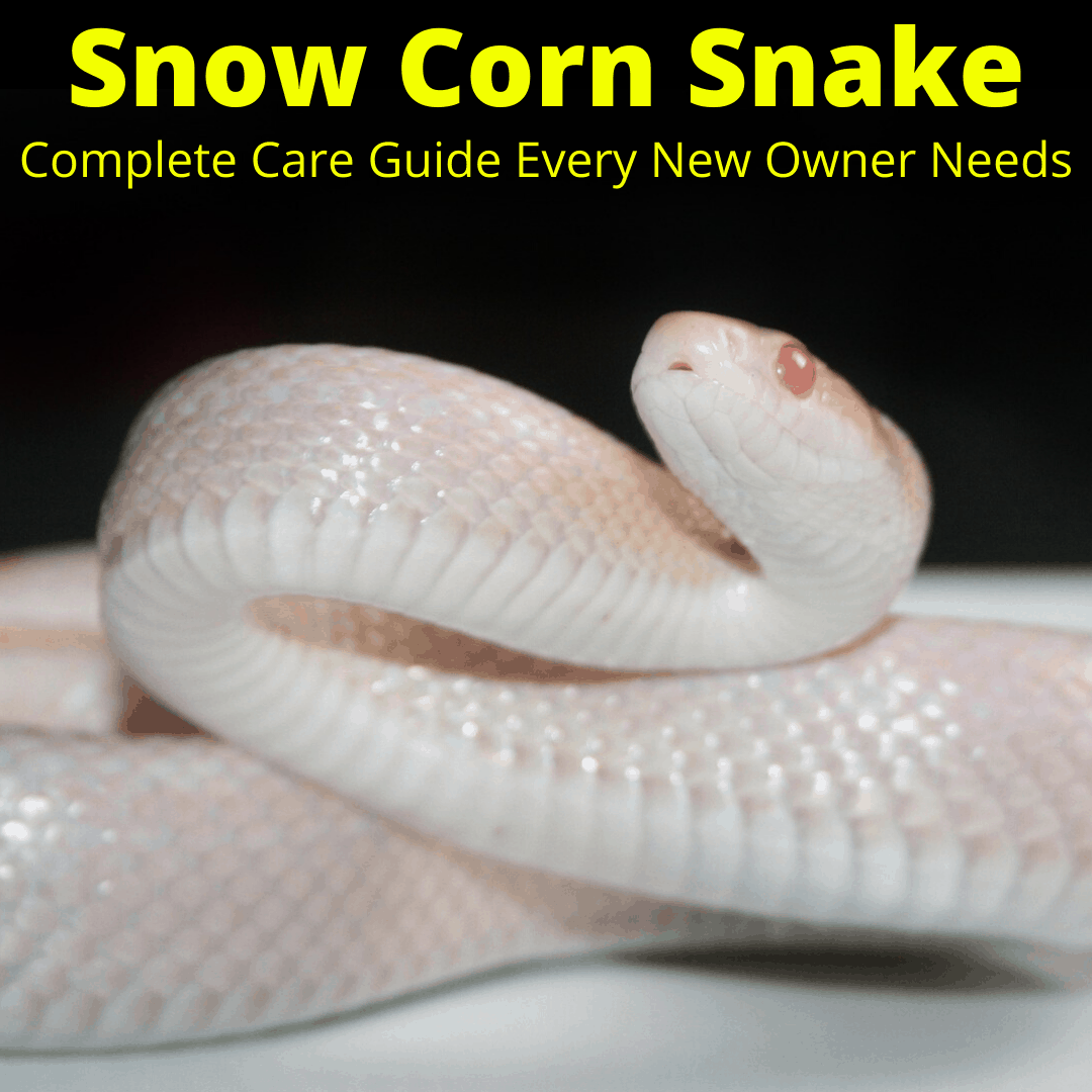 Care guide for snow corn snakes