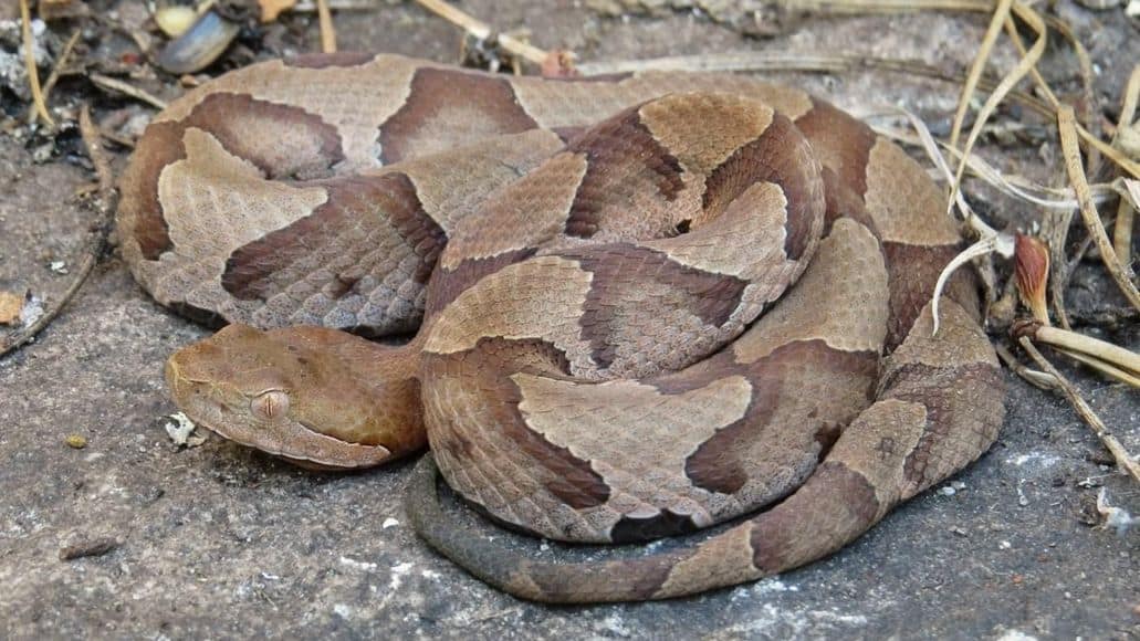do copperheads live in holes