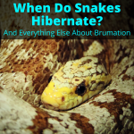 When Do Snakes Hibernate
