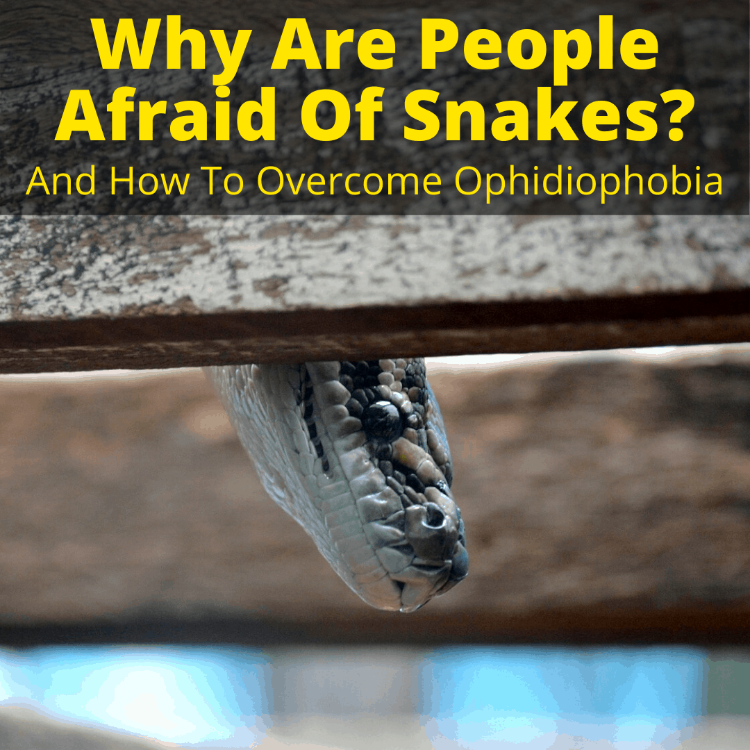 Why Are People Afraid Of Snakes? (And How To Overcome Ophidiophobia)