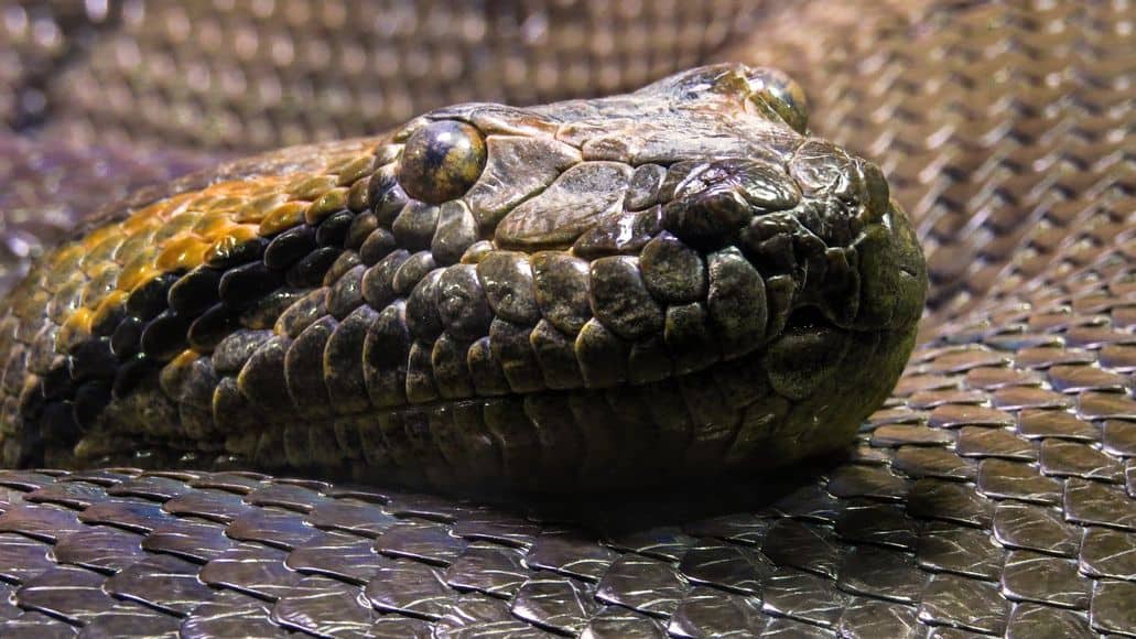 Anaconda head up close