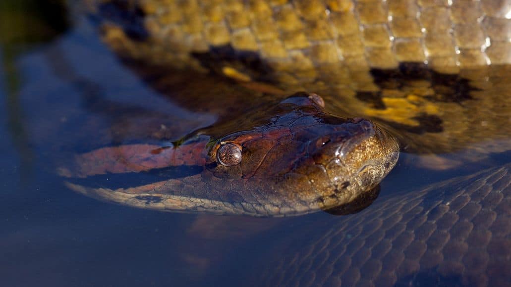 Anaconda swimming