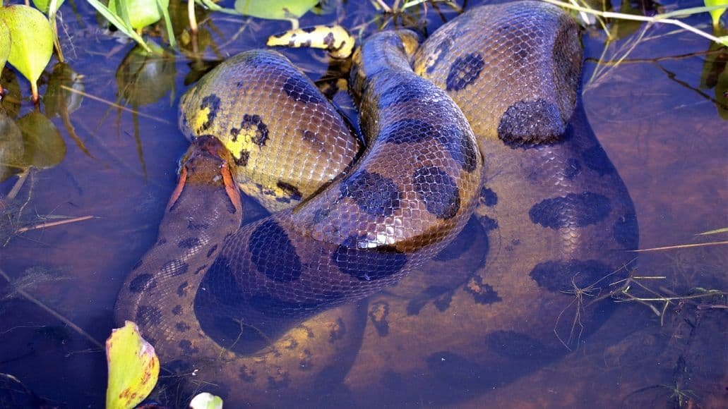 Anaconda after swallowing whole prey