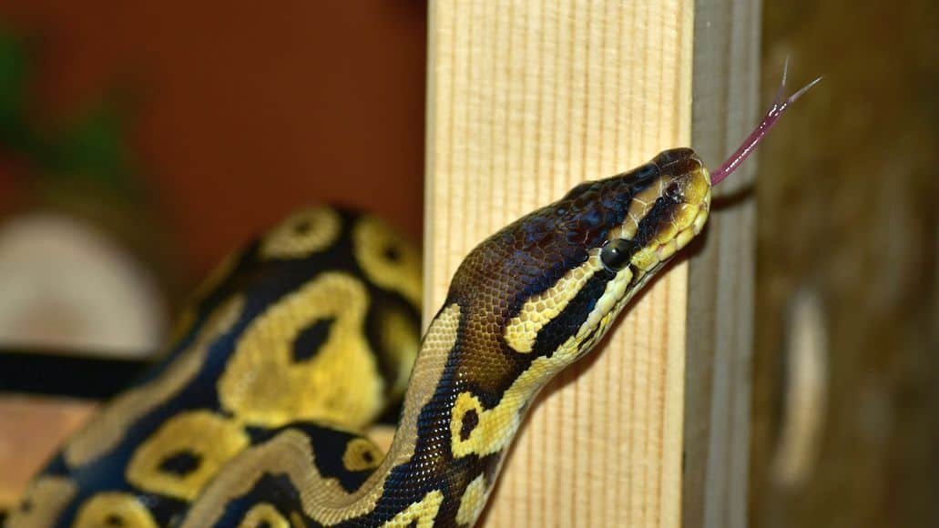 Ball python at feeding time