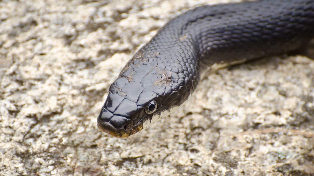 Black rat snake in natural habitat