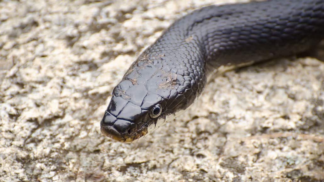 Black Rat Snake