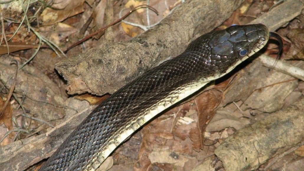 black rat snake