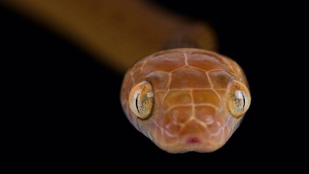 Brown tree snake