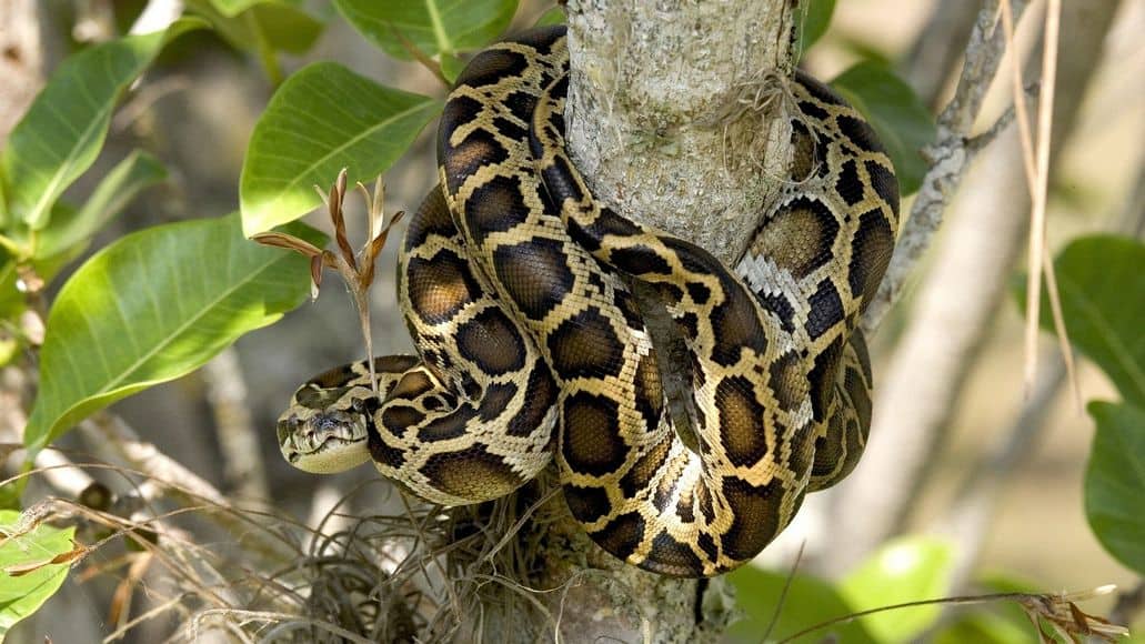 Patterns and colors on Burmese python