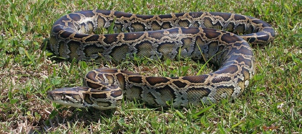 Burmese python looking for animal to eat