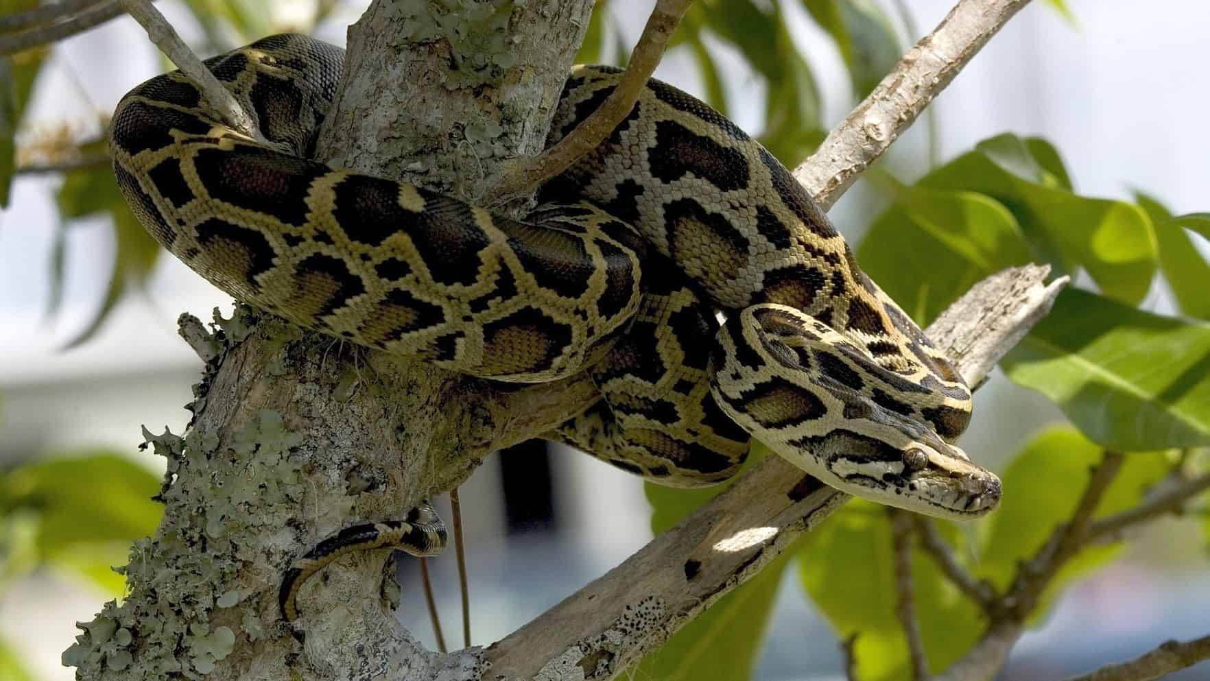 Tree-climbing Burmese python