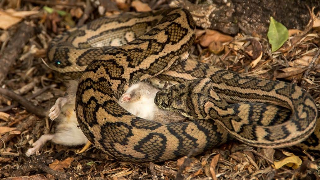 Carpet python eating rat