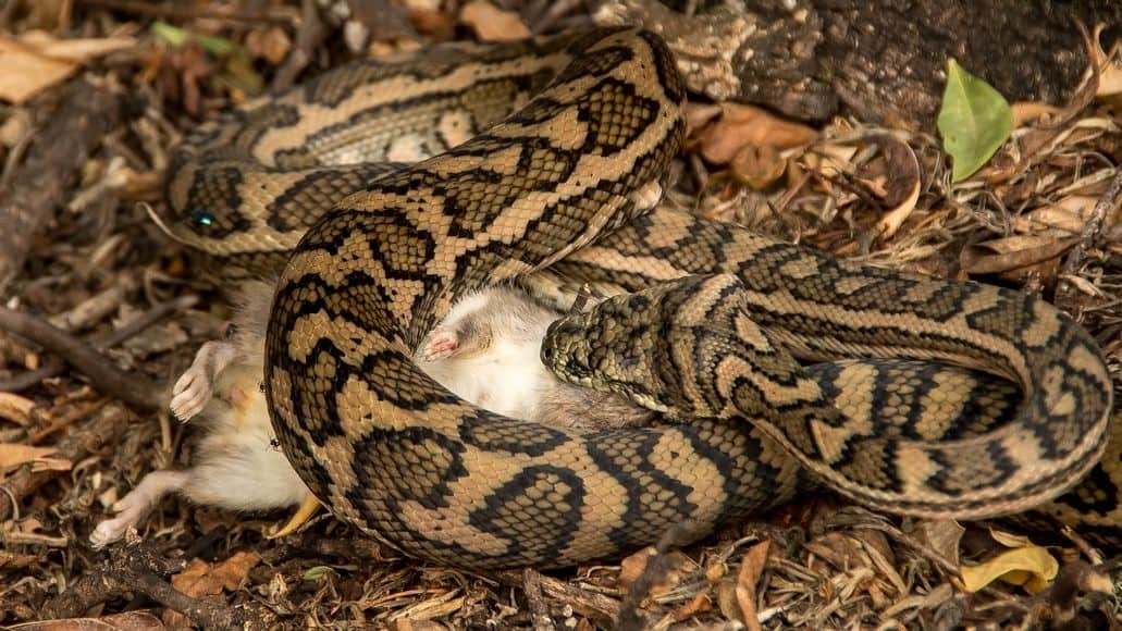 Carpet python eating rat