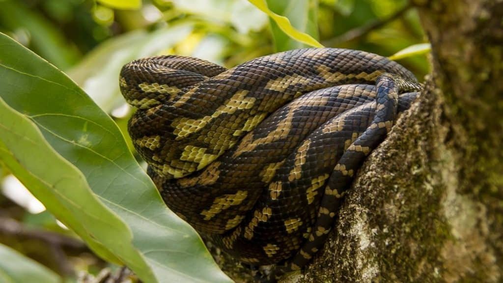 Carpet Python Facts (9 Fascinating Facts You Need To Know)