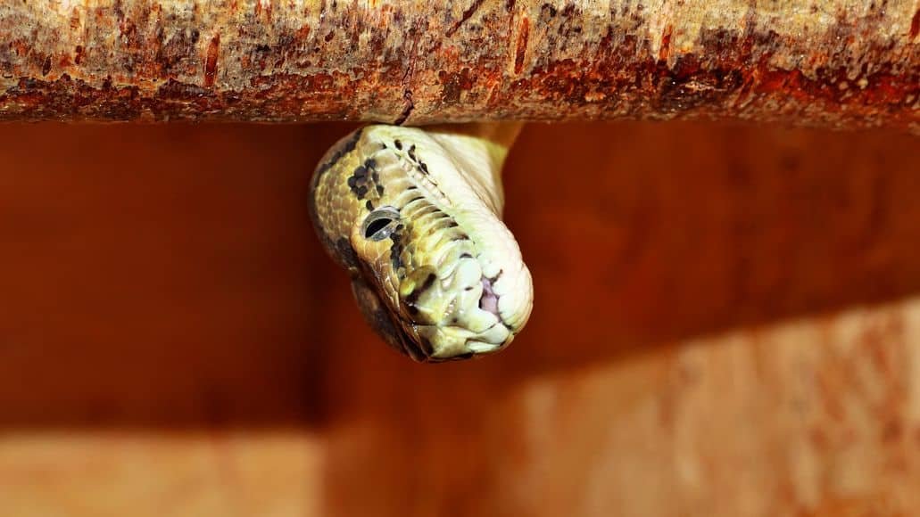 Carpet Python rooftop