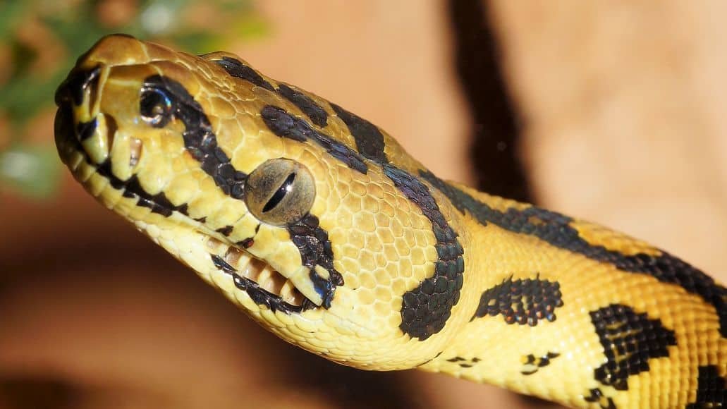 Pits on carpet python