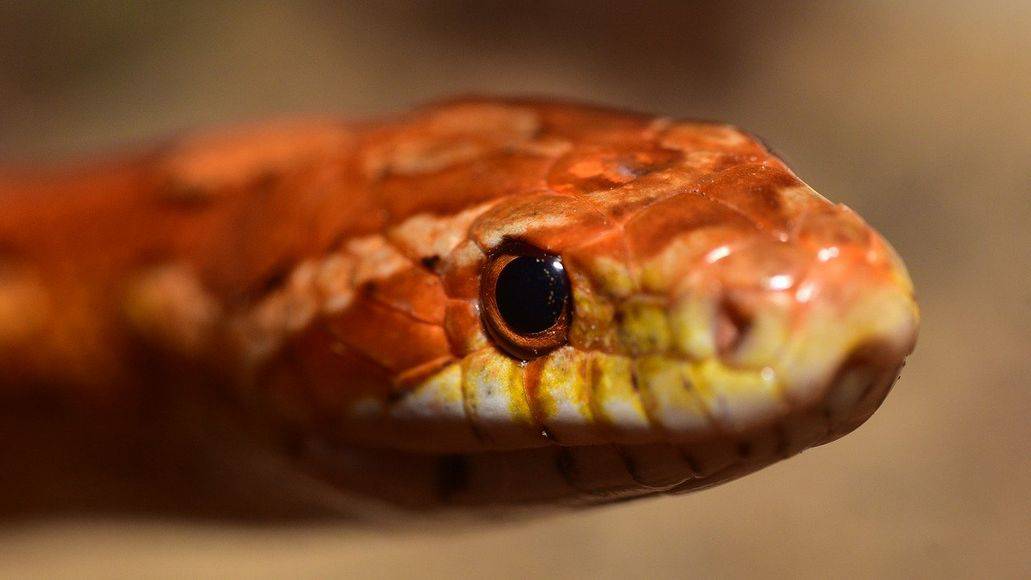 snake staring into eyes