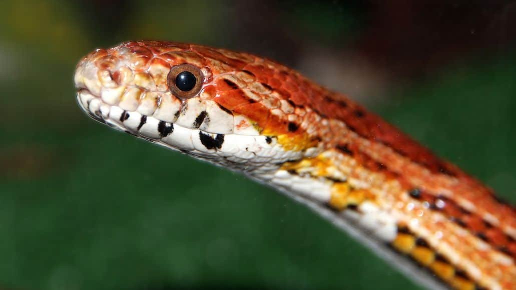 Corn snake head up close