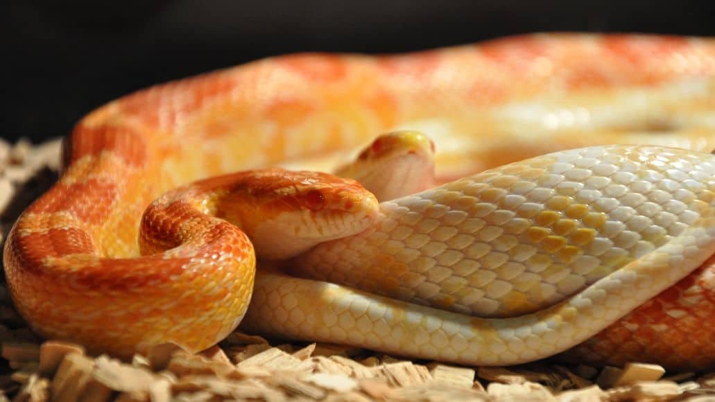 Corn snakes on warm bedding