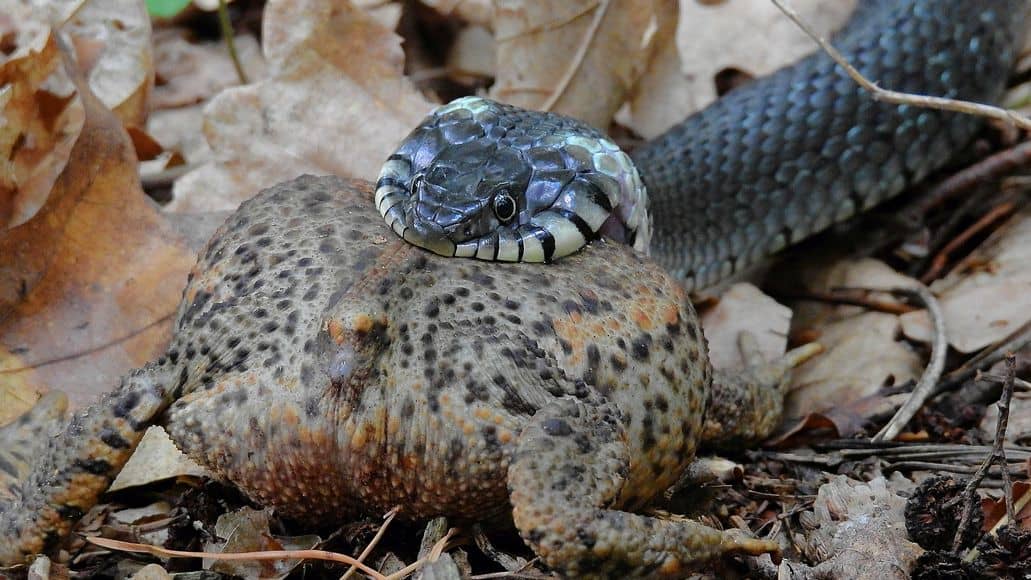 grass snake biting toad