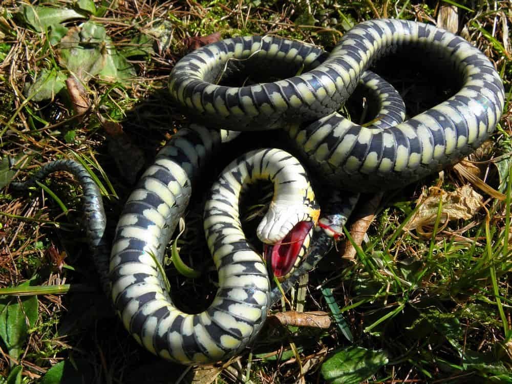 Grass snake playing dead