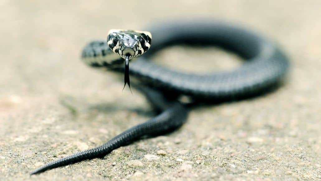 Grass snake head and mouth