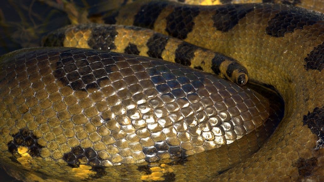 anaconda mating ball