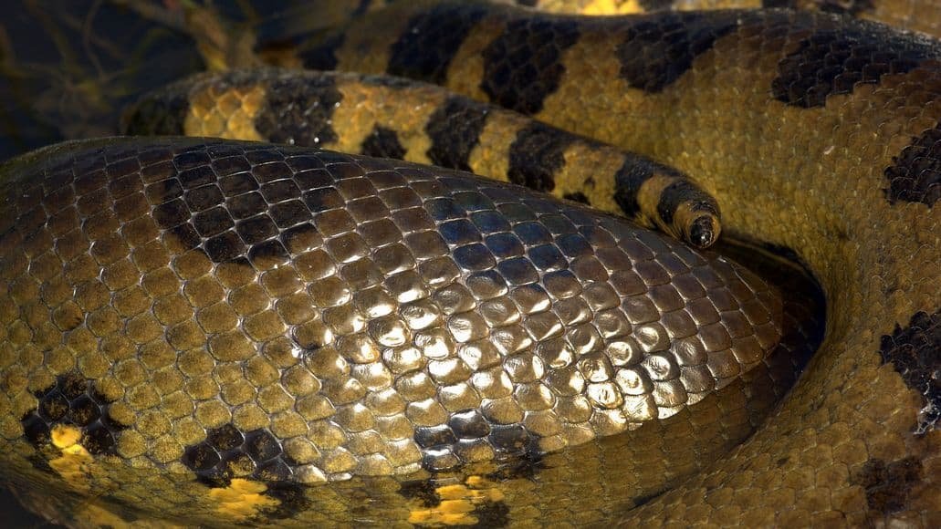 Large green anaconda