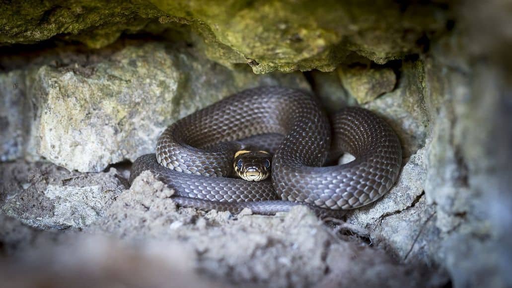 do snakes hibernate in winter